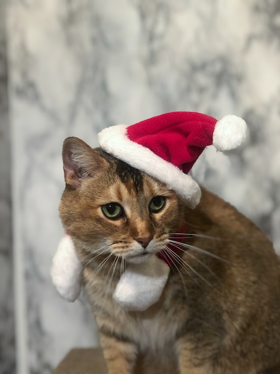 Cat with tiny santa hat hotsell