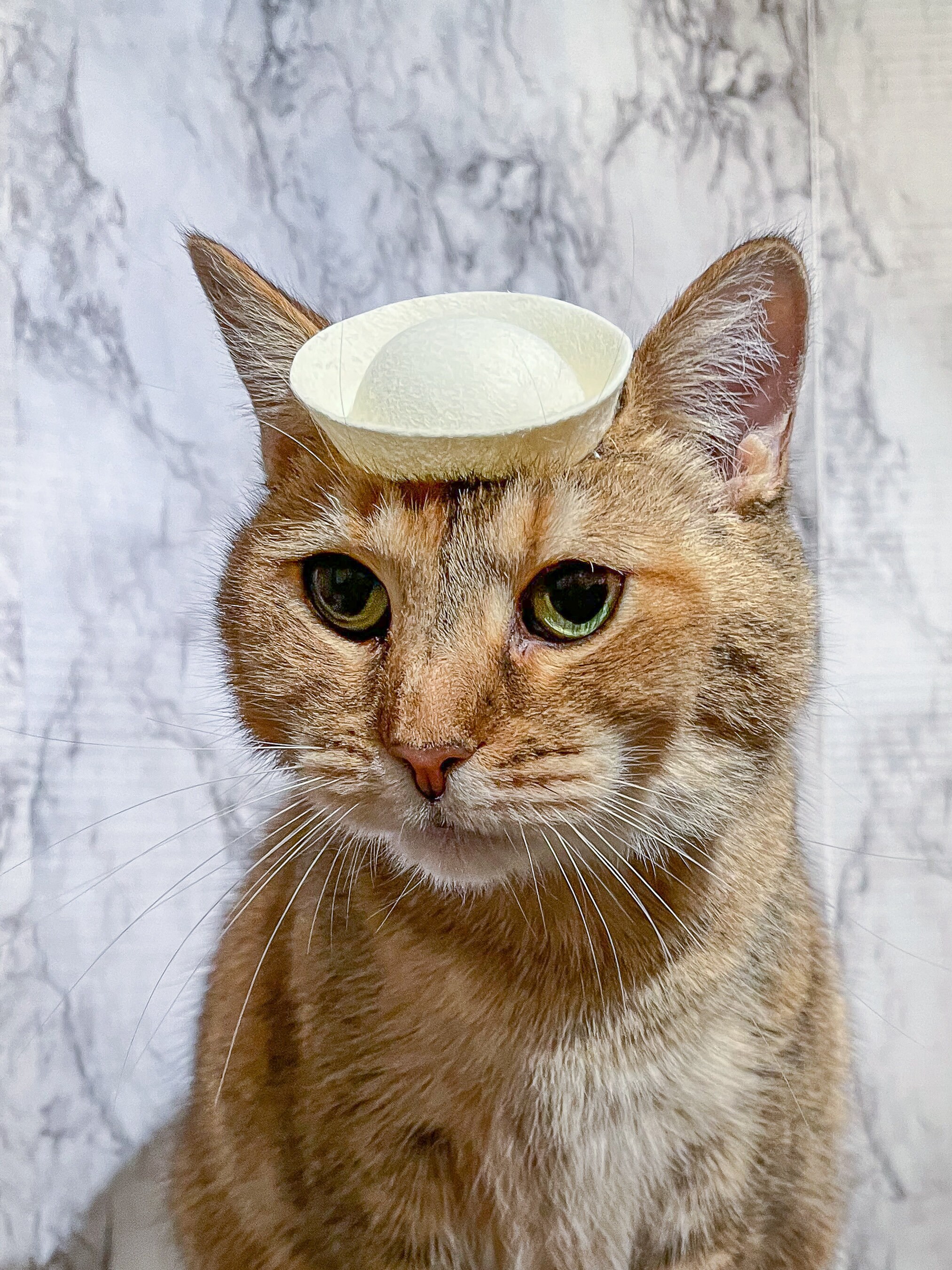 Sailor Cap for Your Cat Sailor Cat for Your Pet or Dog - Etsy