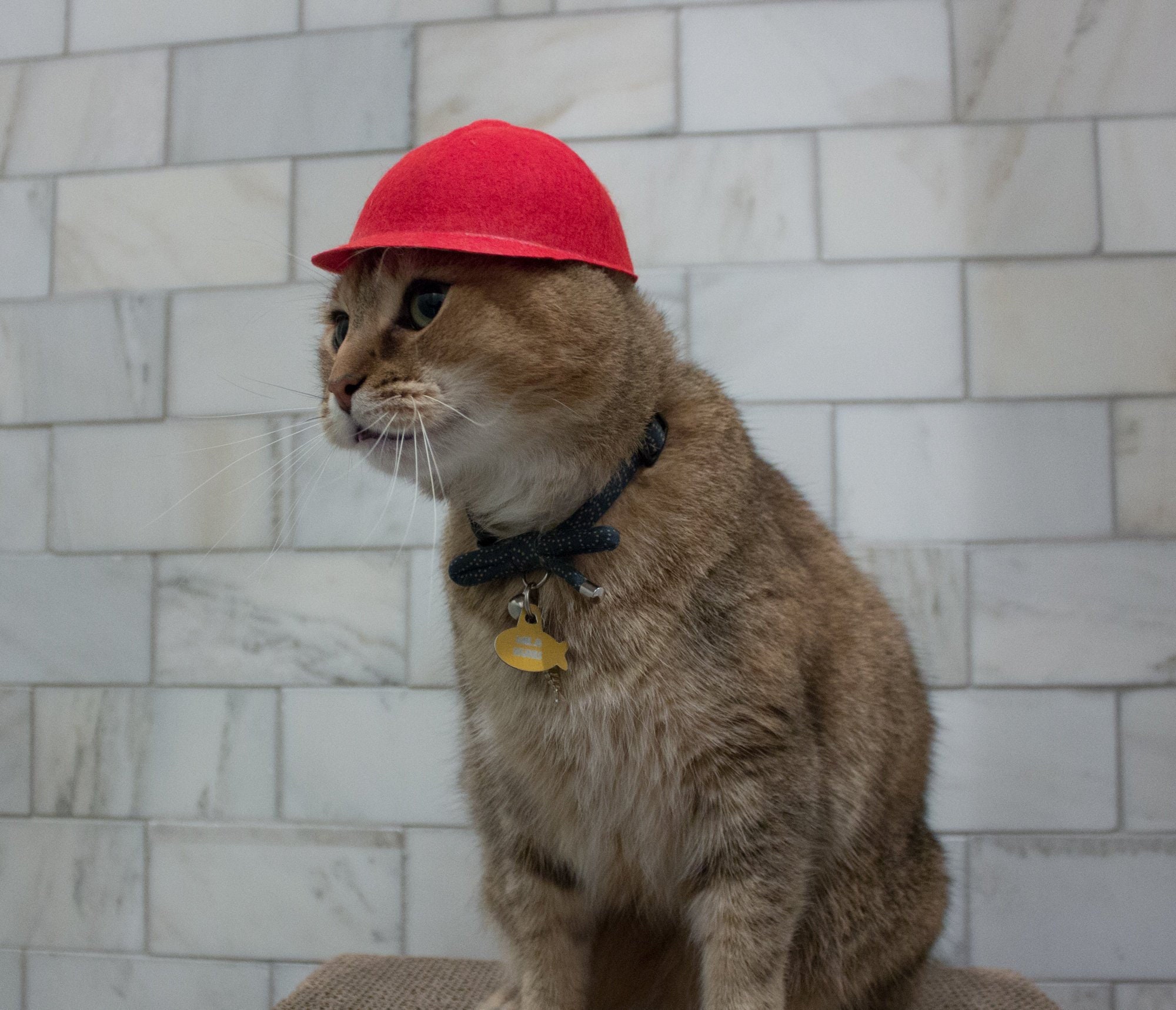 Big Red Baseball Cat Hat Baseball Cap Backwards Hat 