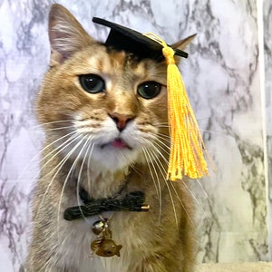 Gorro de graduación de tamaño mini para tu gato ENVÍO GRATIS Color de borla personalizado adicional imagen 5