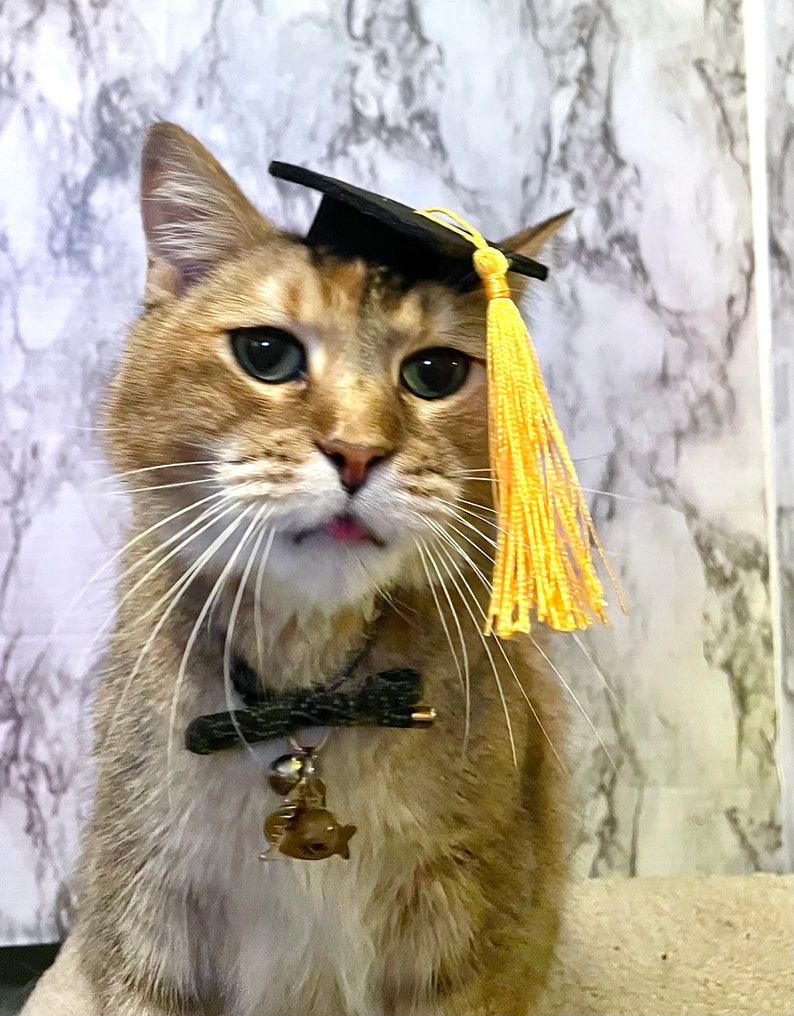 Gorro de graduación de tamaño mini para tu gato ENVÍO GRATIS Color de borla personalizado adicional imagen 5