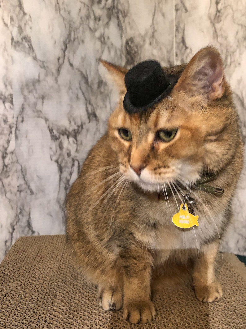 Mini Black Top Hat Cat Hat for Your Cat Etsy