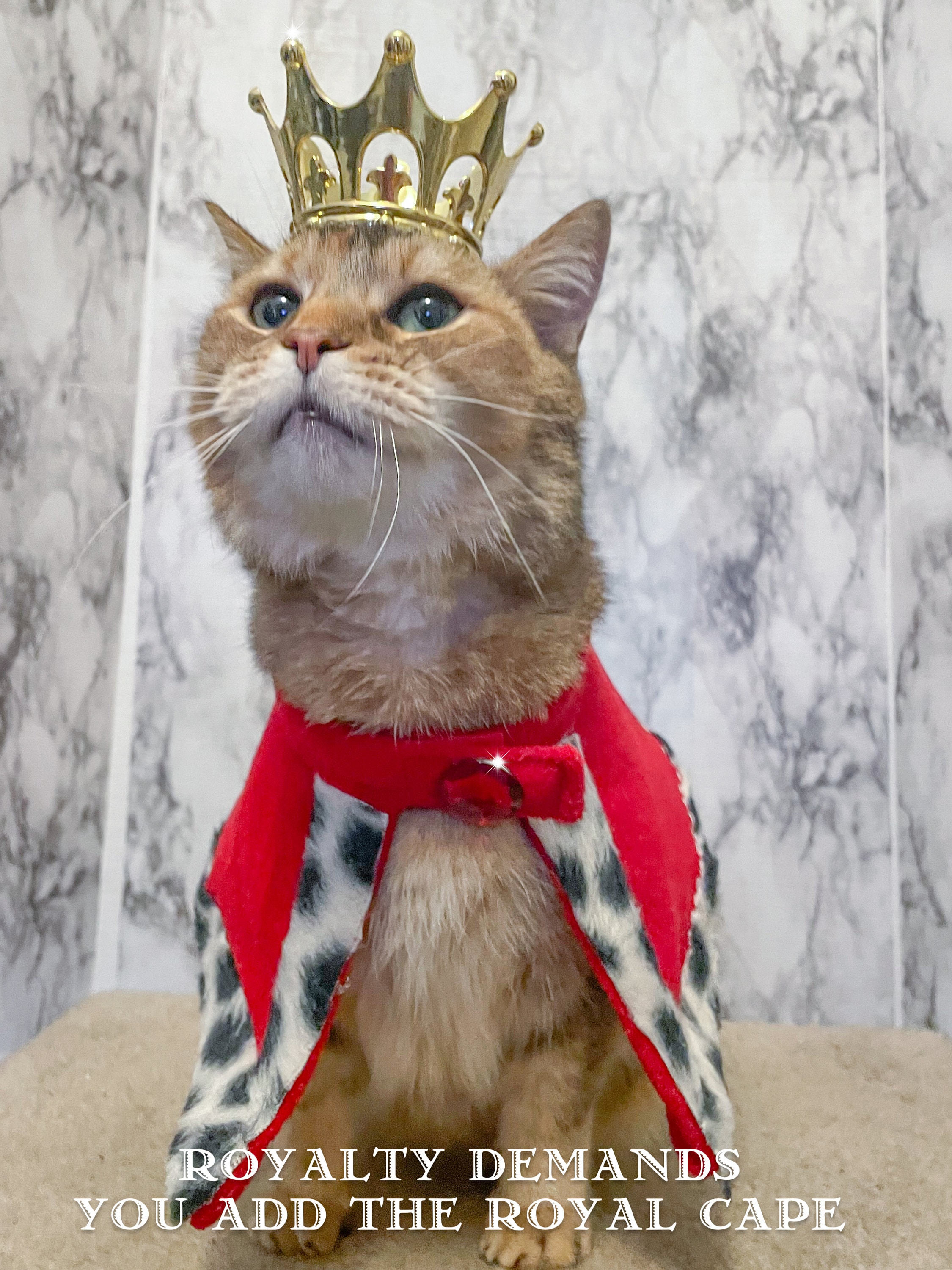 Light Cat Crown Cat King or Queen Crown for Cat Crown for Etsy