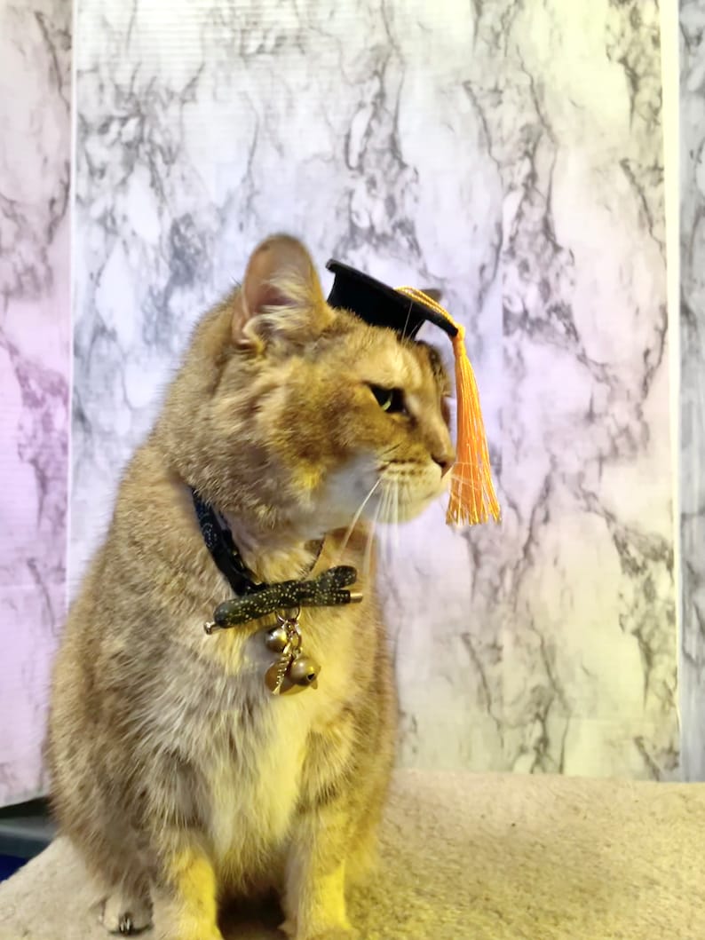Gorro de graduación de tamaño mini para tu gato ENVÍO GRATIS Color de borla personalizado adicional imagen 2