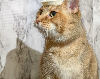Sailor Cap for your Cat - Sailor cat for your pet or dog