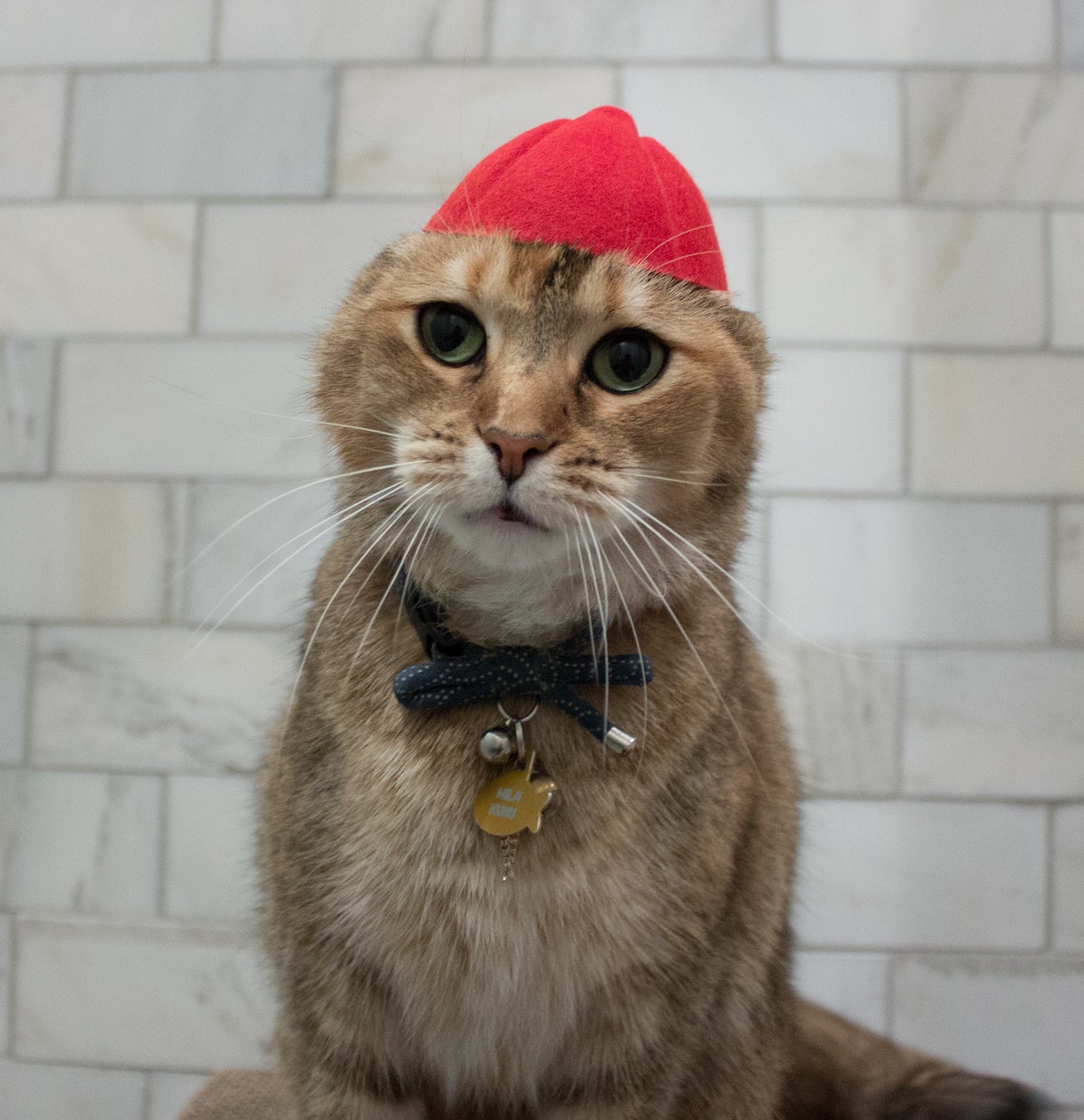 Mid size Red Baseball Cat Hat Baseball Cap Backwards Hat Etsy