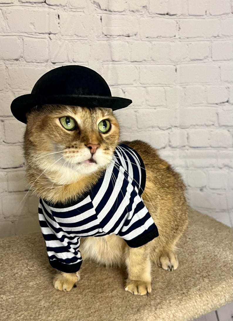 K&ouml;nnte beinhalten: Eine braune getigerte Katze tr&auml;gt ein schwarz-wei&szlig; gestreiftes Hemd und einen schwarzen Bowlerhut. Die Katze sitzt auf einer hellbraunen Oberfl&auml;che.