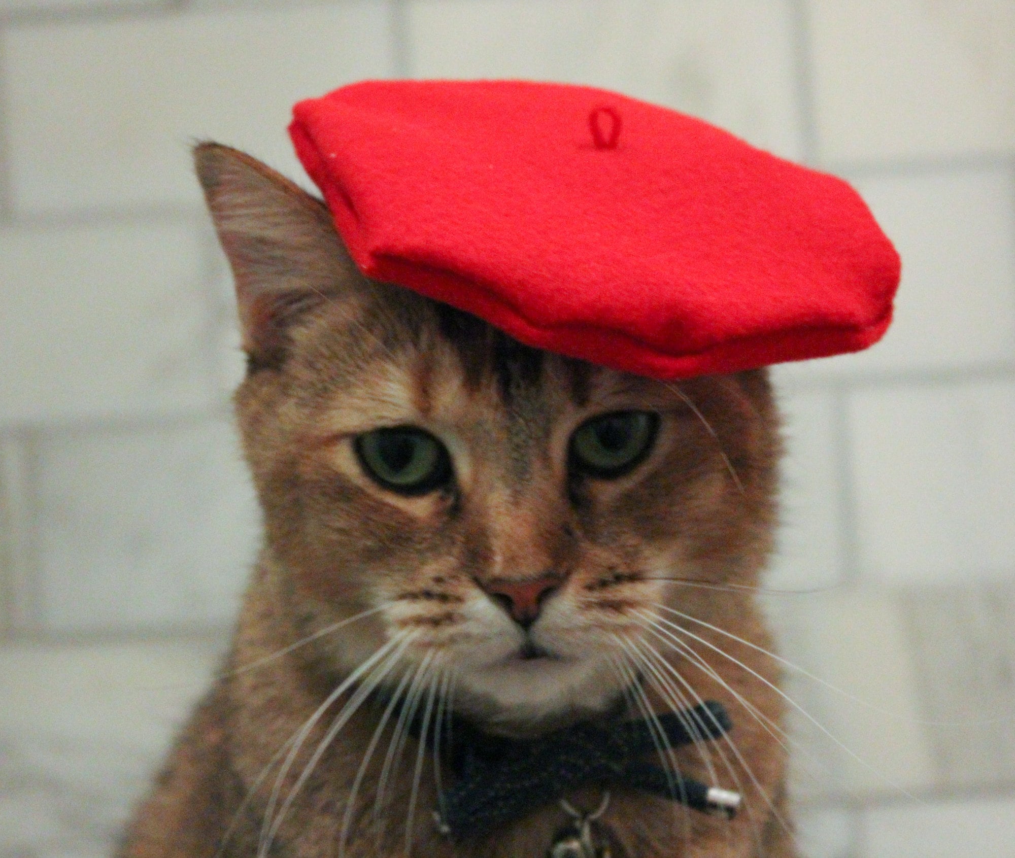 Cappello berretto arancione Sherbet per il tuo gatto SPEDIZIONE