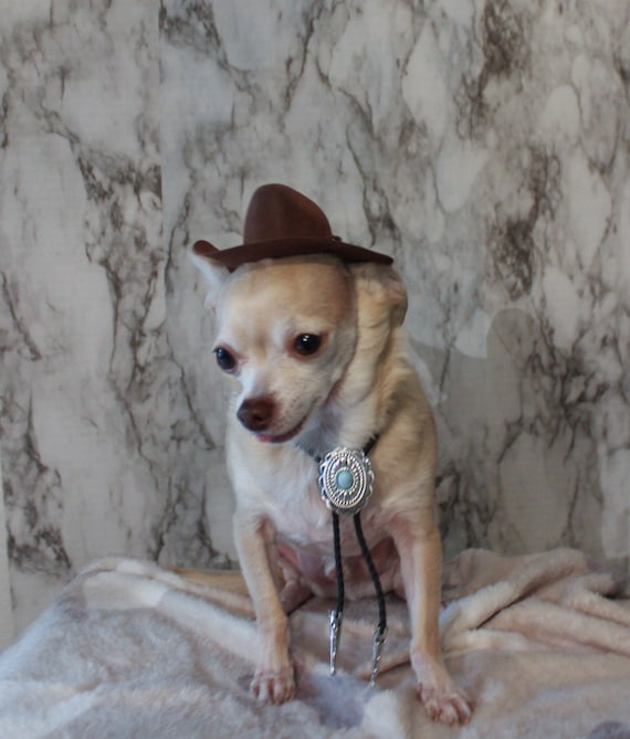 perros con sombreros