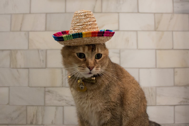 where can i buy a cat in the hat hat