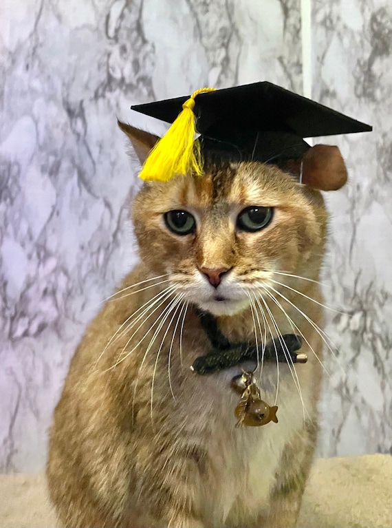 Graduation Cap Cat Hat for Your Cat FREE SHIPPING Add-on Custom Tassel -   Canada