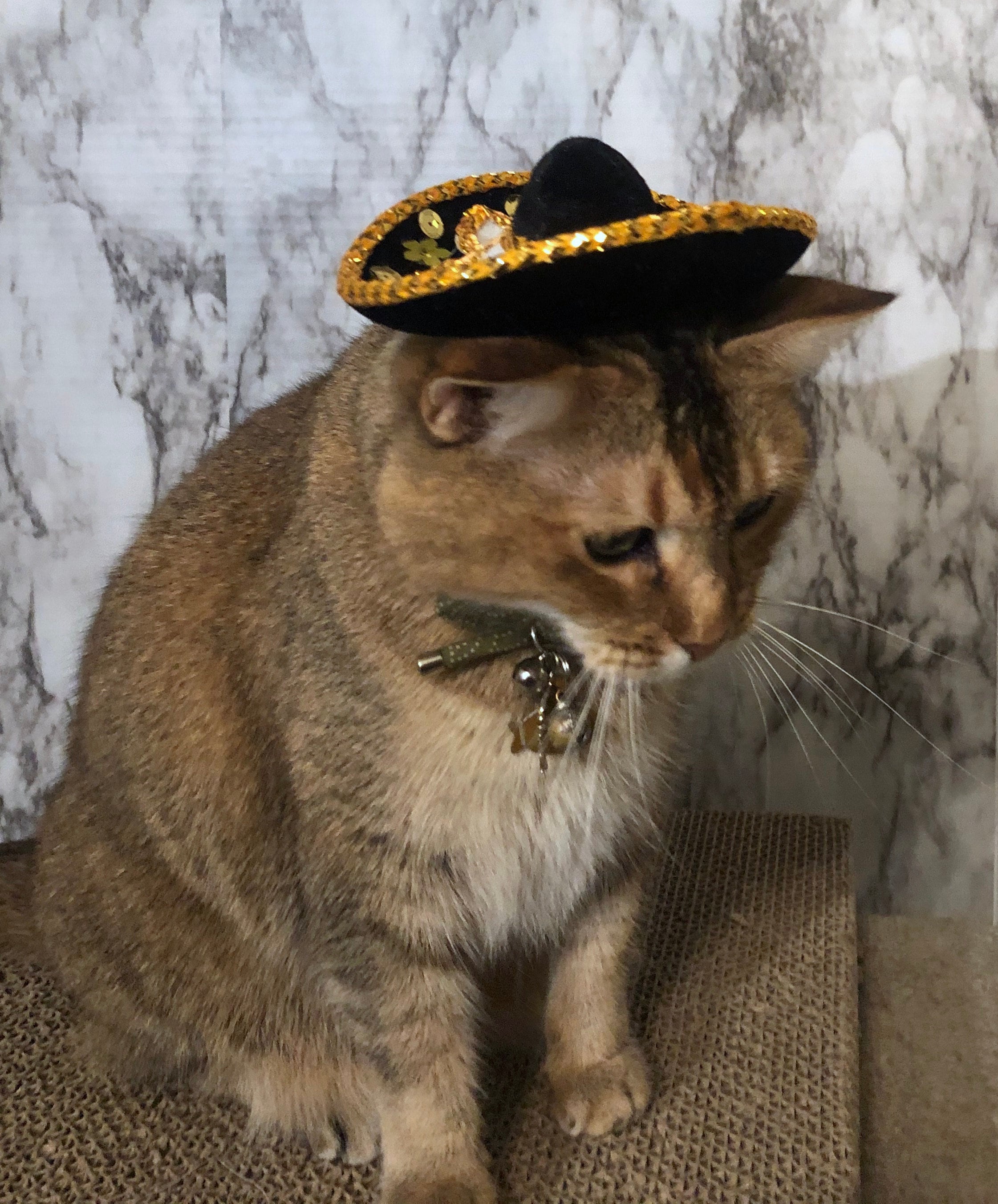Sombrero pour chien de chat ou animal 