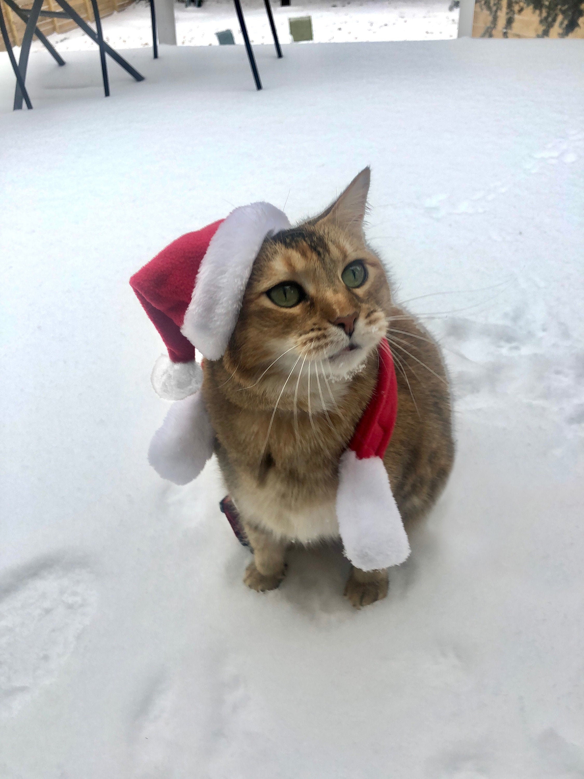 Set aanbieding sjaal en muts/Kerstmuts voor hond of kat/Vakantiecadeau/ - België
