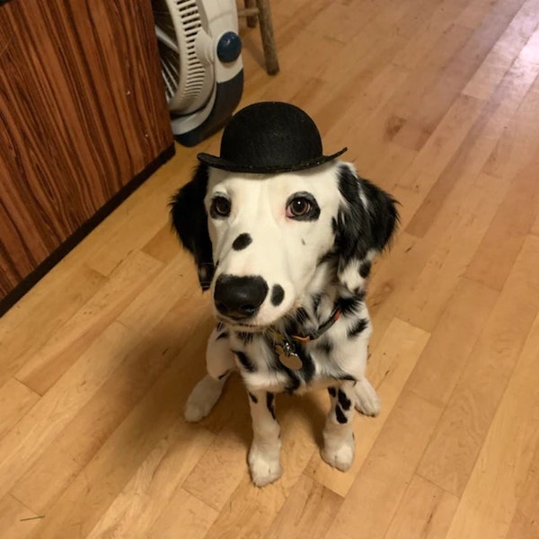 Black Bowler Dog Hat-- Tough guy Dog Hat FREE SHIPPING