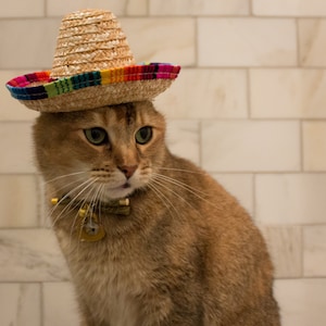 Cat Sombrero Mexican Cat Hat Dog Hat FREE SHIPPING
