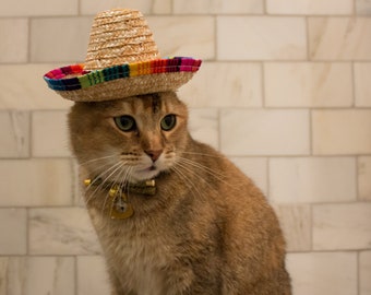 Sombrero cat - Die ausgezeichnetesten Sombrero cat analysiert