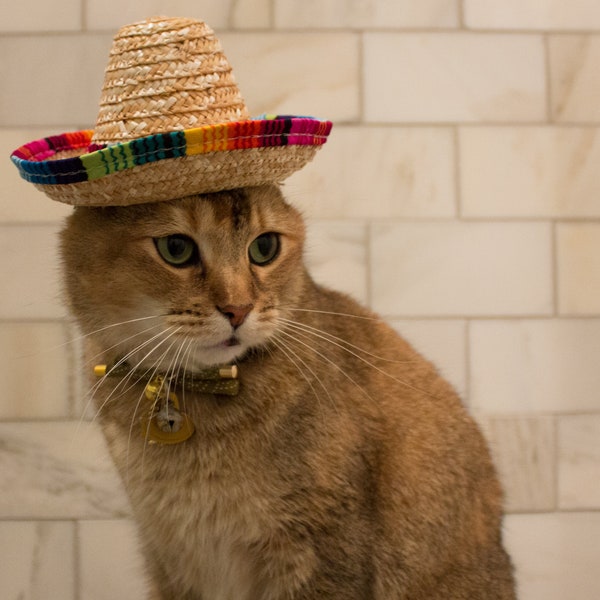 Cat Sombrero Mexican Cat Hat Dog Hat FREE SHIPPING