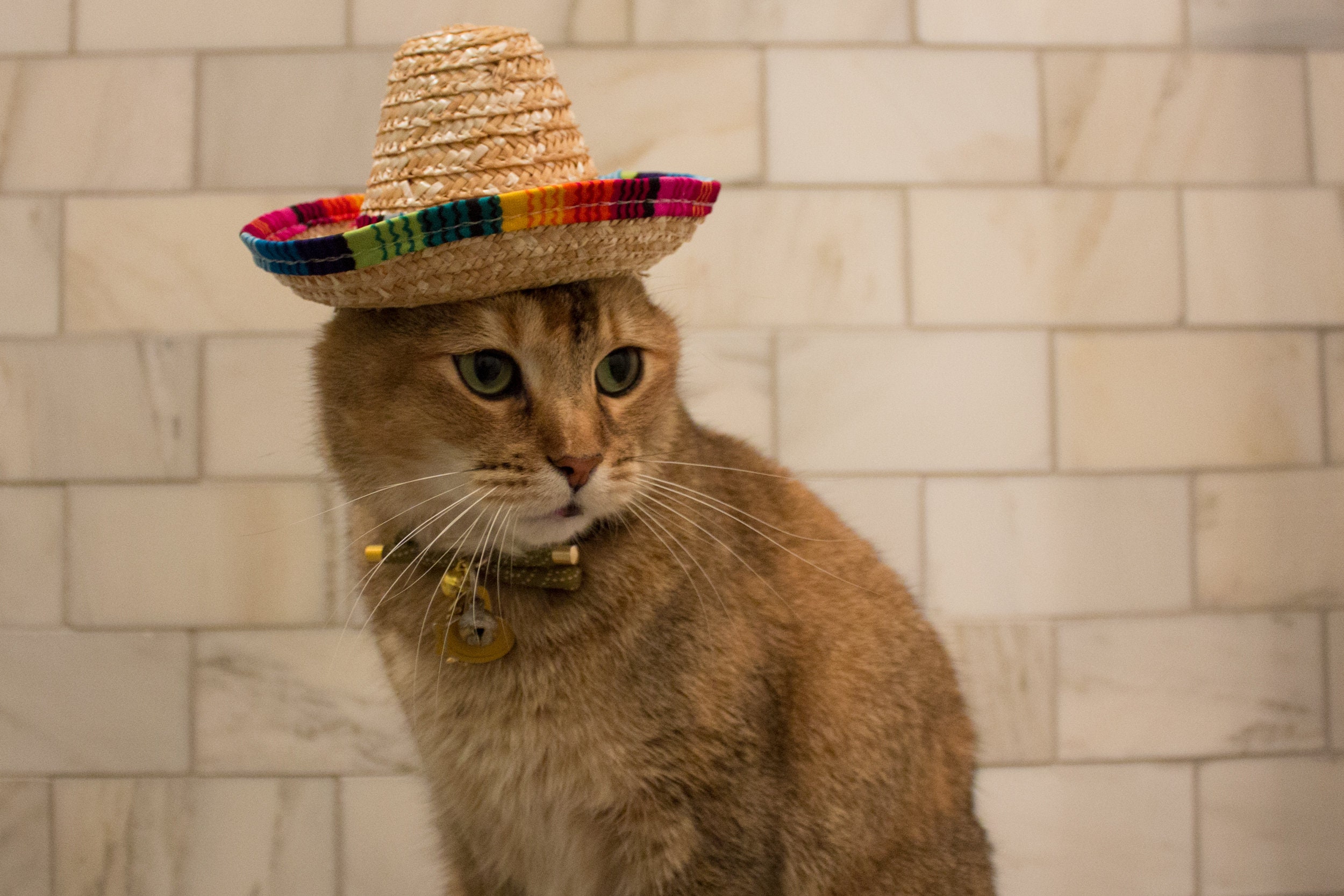 Straw Sombrero Cat Hat - Pet Costume Center