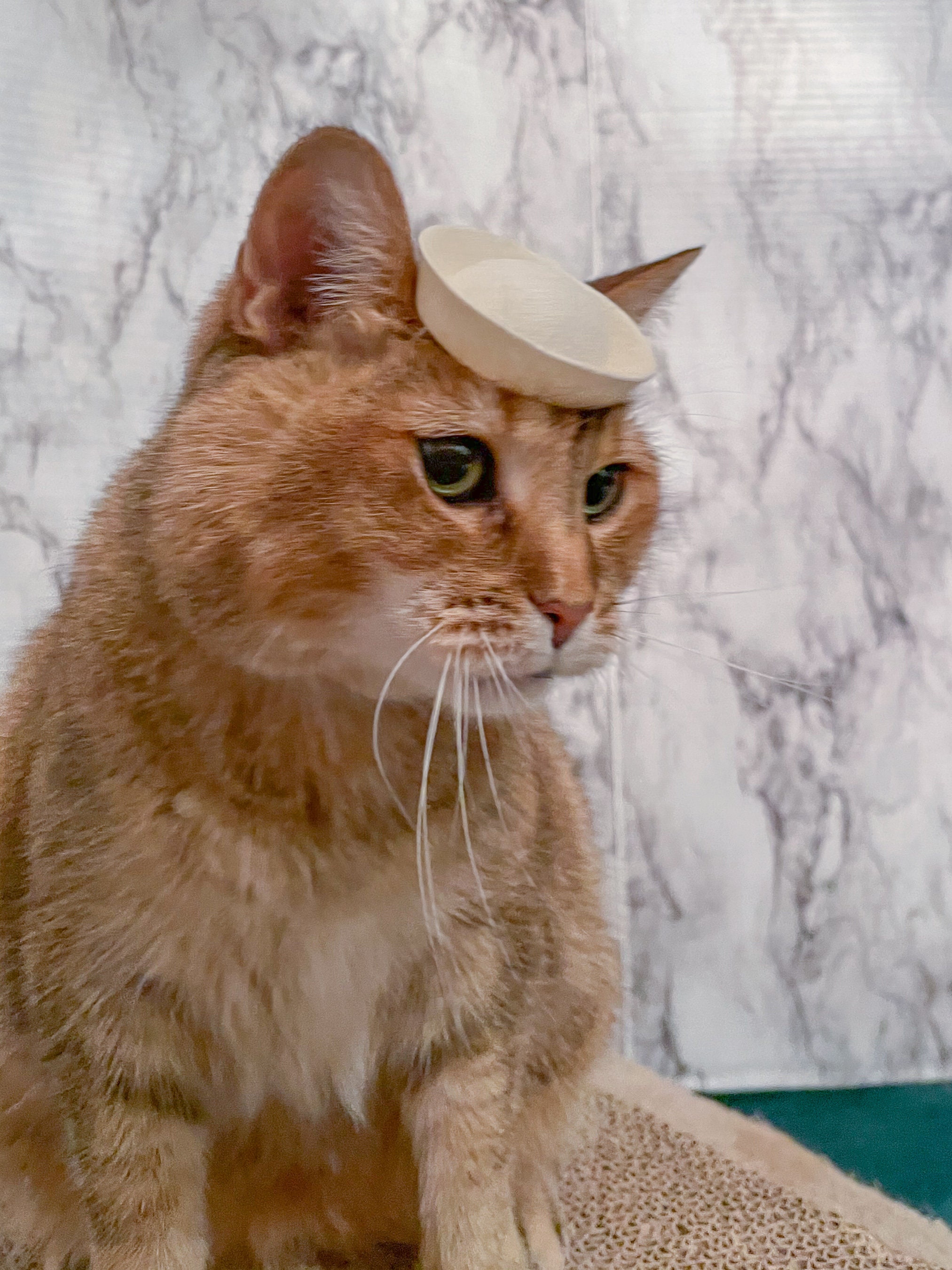 Sailor Cap for Your Cat Sailor Cat for Your Pet or Dog - Etsy