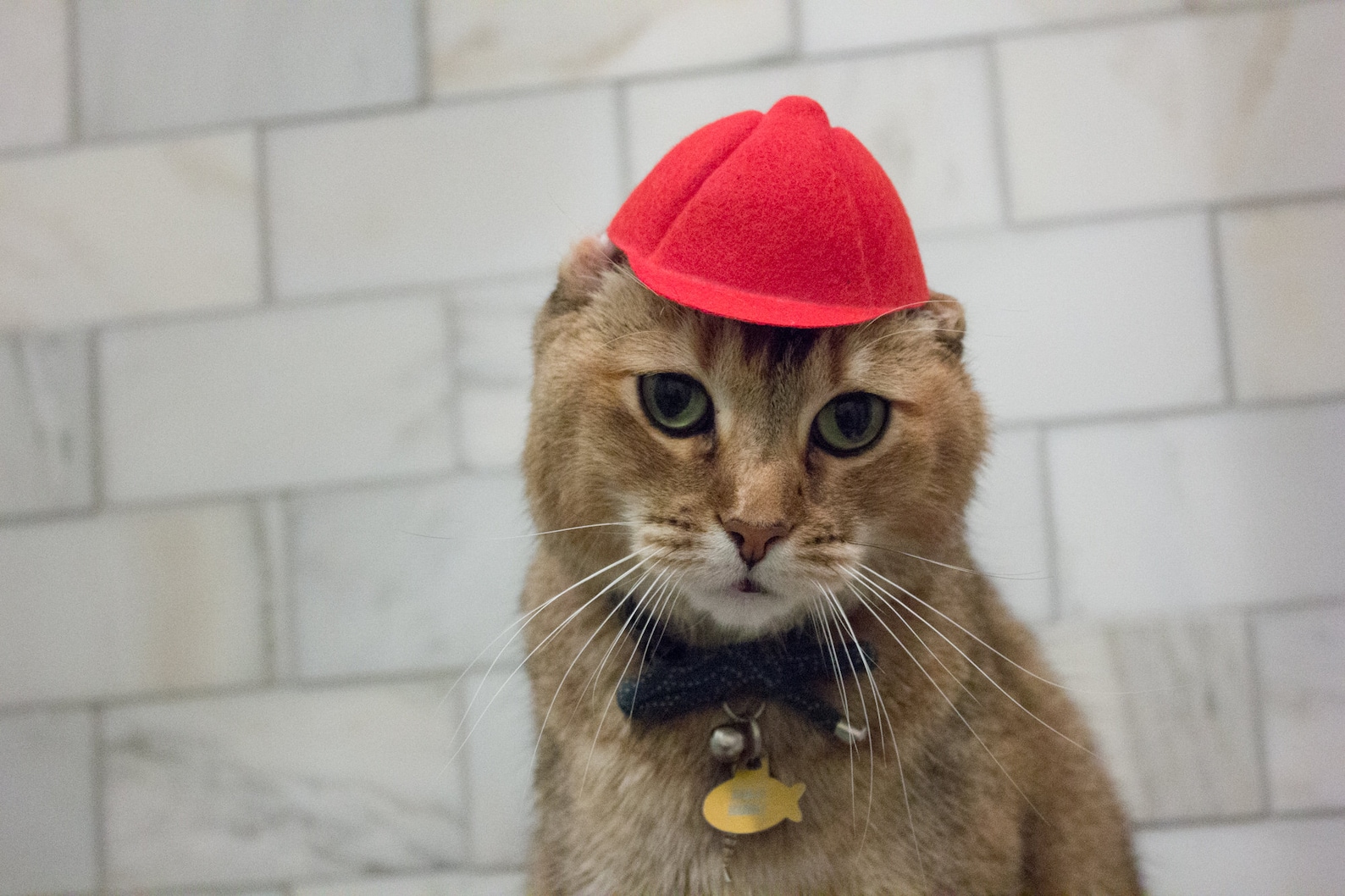 Mid size Red Baseball Cat Hat Baseball Cap Backwards Hat Etsy