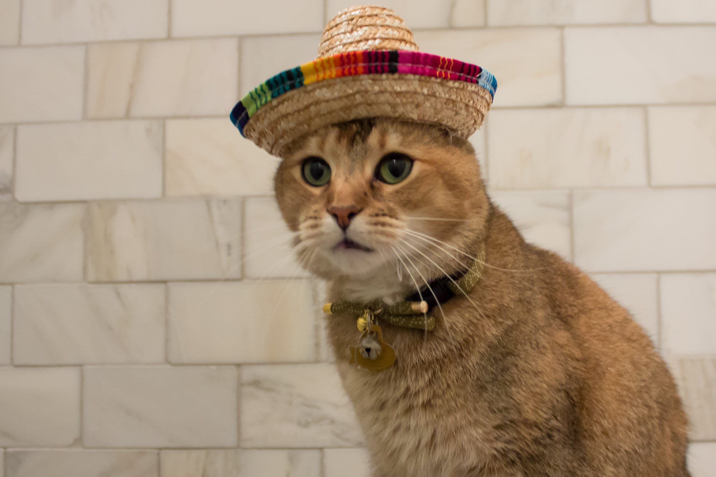 Cat Sombrero Mexican Cat Hat Dog Hat FREE SHIPPING Etsy