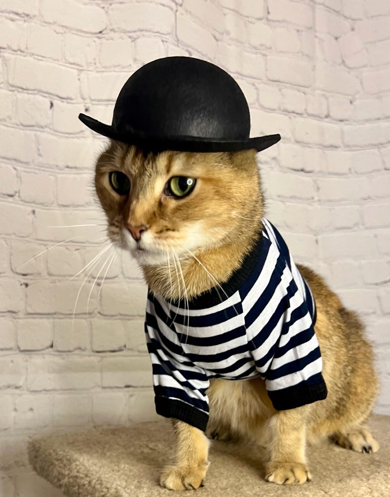 K&ouml;nnte beinhalten: Eine braune getigerte Katze tr&auml;gt ein schwarz-wei&szlig; gestreiftes Hemd und einen schwarzen Bowlerhut. Die Katze sitzt auf einer braunen Oberfl&auml;che.