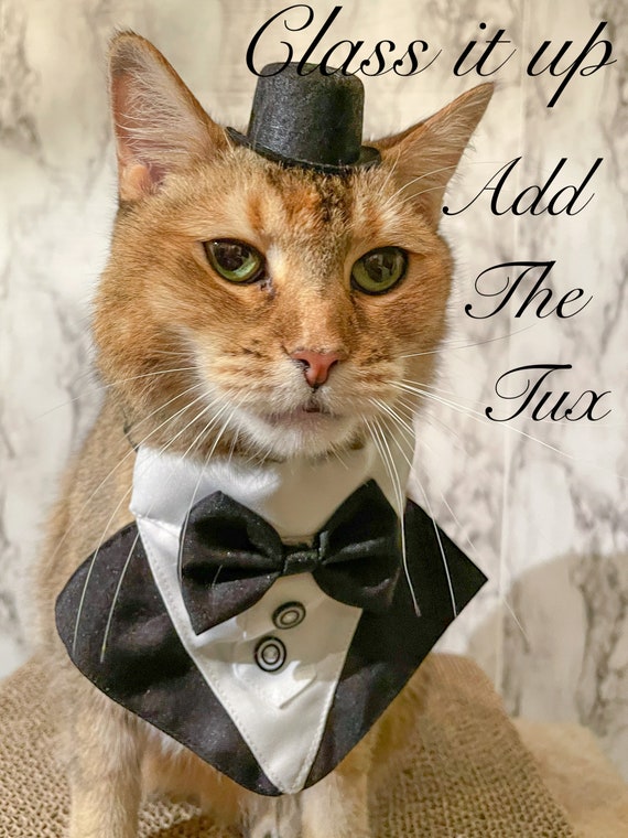 Mini Chapeau De Chat Top Hat Noir Pour Votre Chat Etsy France