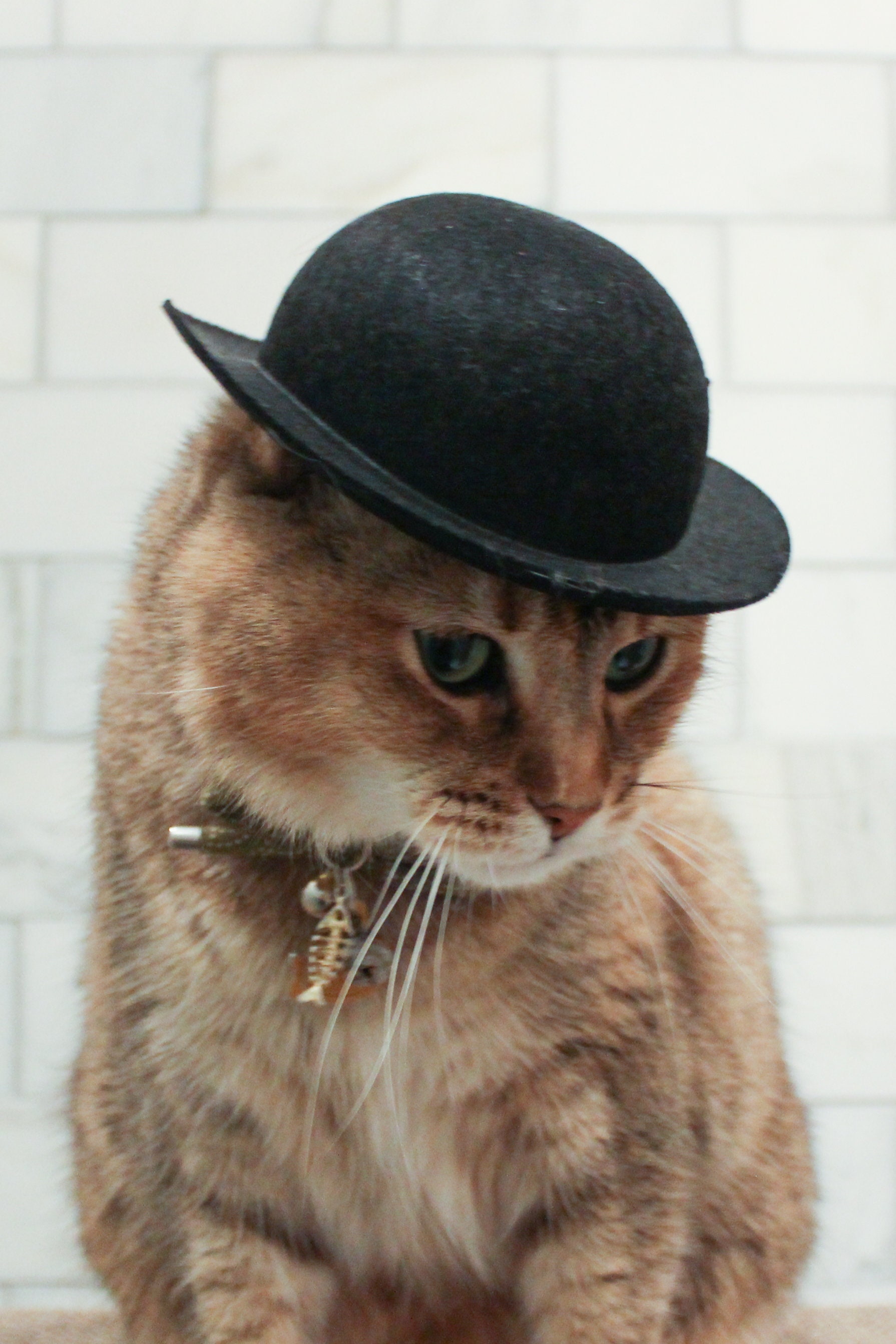 LARGE Black Bowler Cat Hat Tough Guy Cat Hat FREE SHIPPING 
