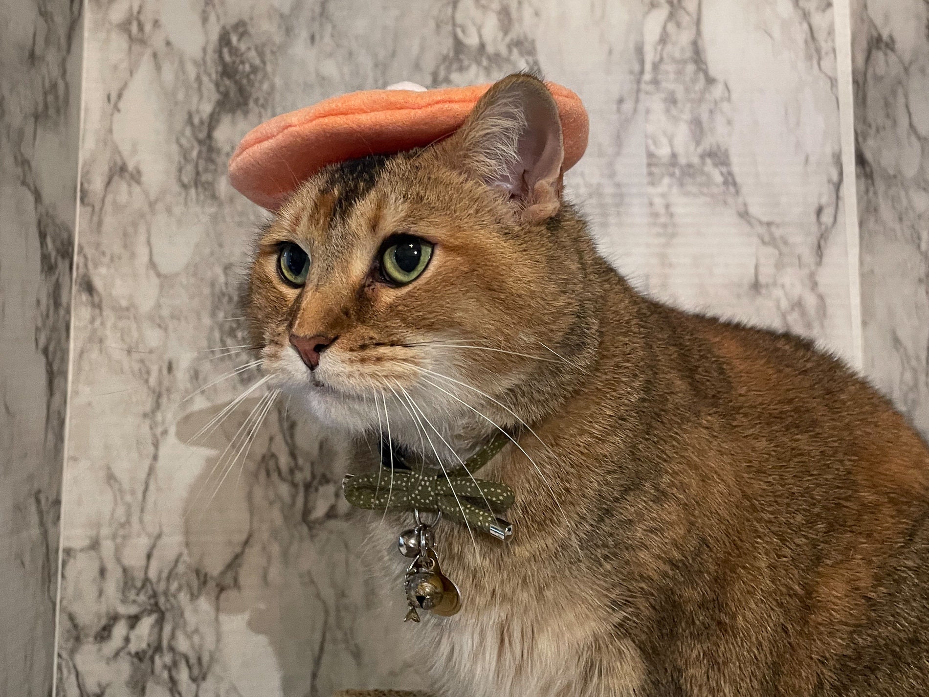 Orange Sherbet Beret Hat for Your Cat-- FREE SHIPPING - Etsy