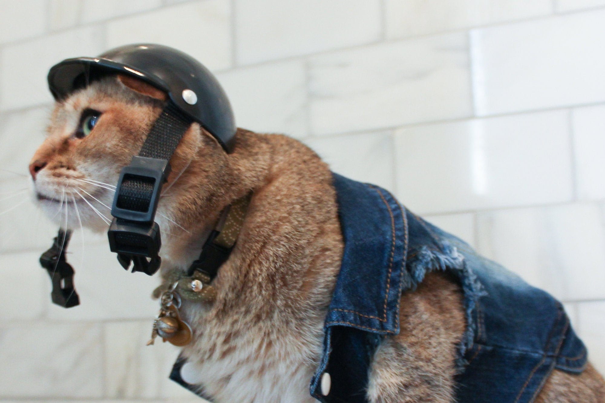 Cat hotsell with helmet