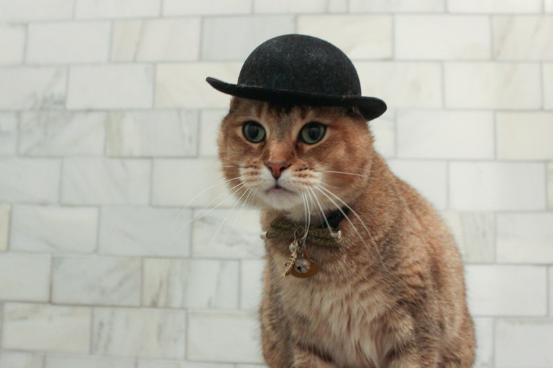 K&ouml;nnte beinhalten: Eine braune getigerte Katze mit einem schwarzen Bowlerhut und einem braunen und goldenen Halsband mit einem Anh&auml;nger. Die Katze schaut direkt in die Kamera.