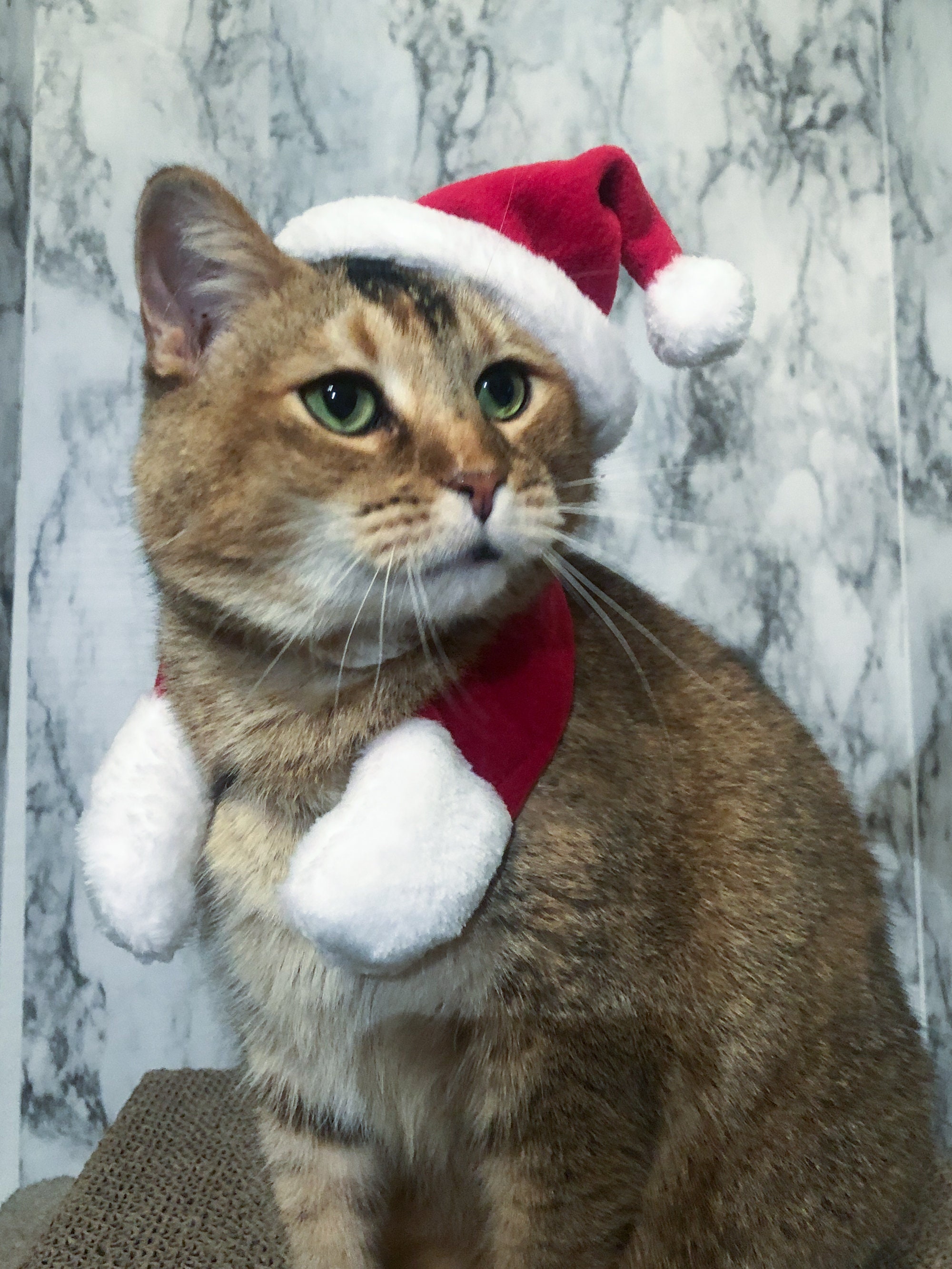 3-delige set kattenkostuum hondenkostuum met kerstmuts, vlinderdas, halsdoek, huisdier, kerstkleding, honden, katten, kostuum, accessoireset