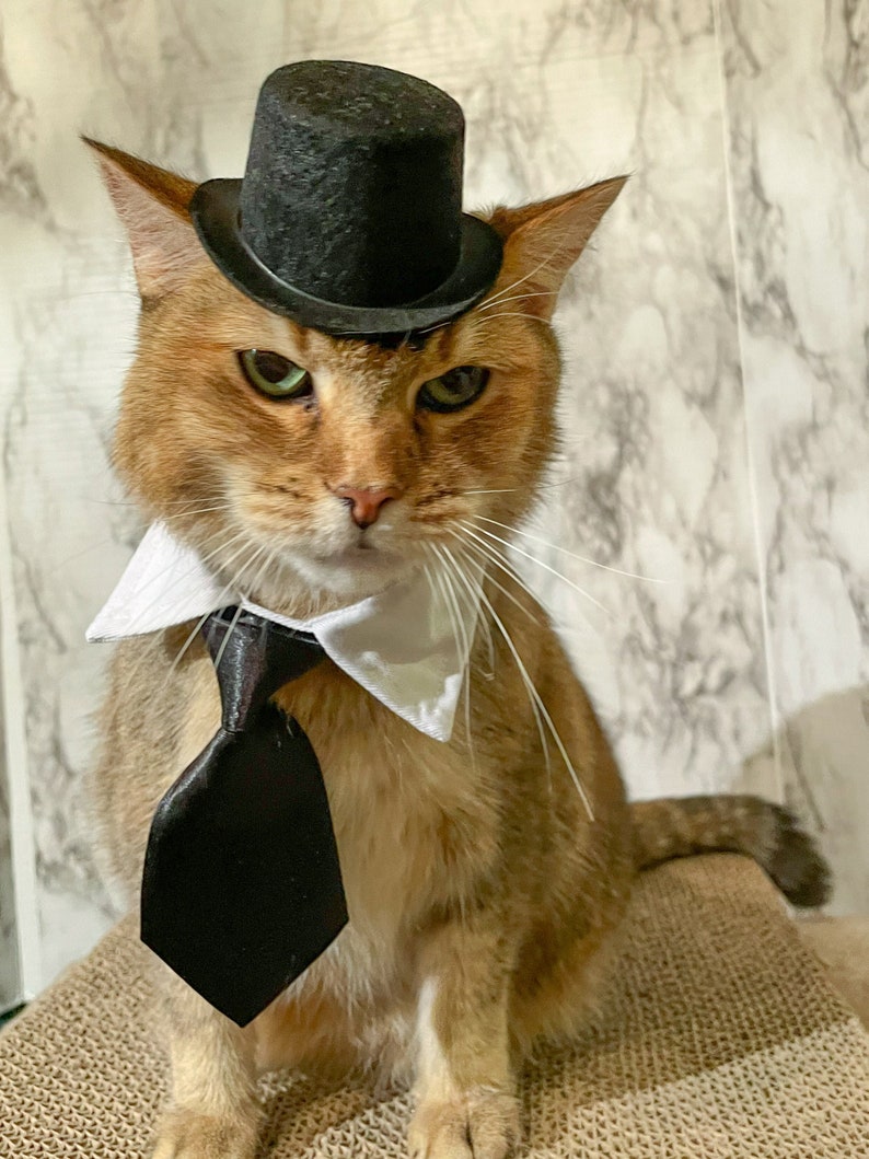 Hat and Tie for Your Cat Be Prepared for Any Occasion Hat | Etsy