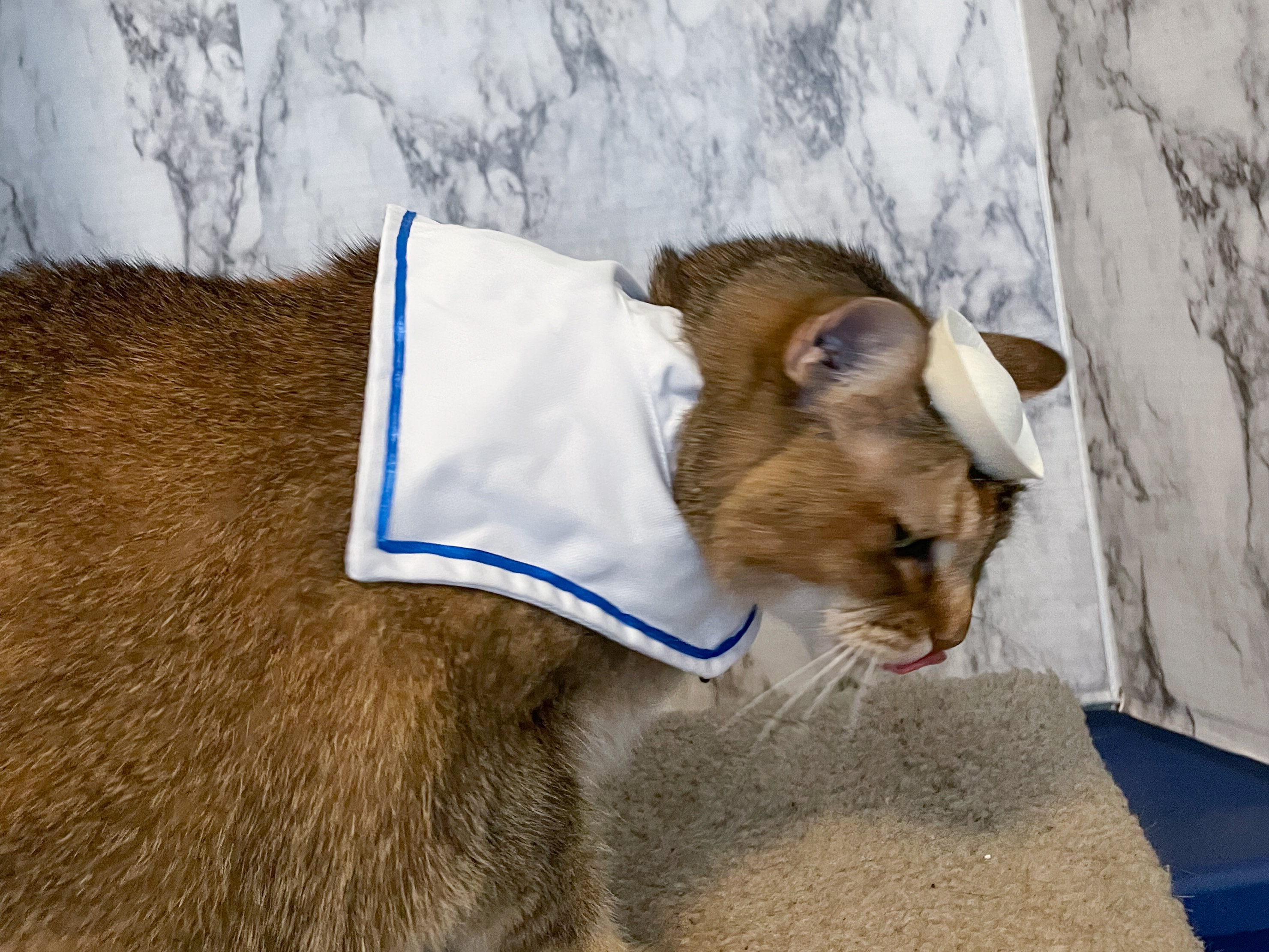 Sailor Cap for Your Cat Sailor Cat for Your Pet or Dog - Etsy