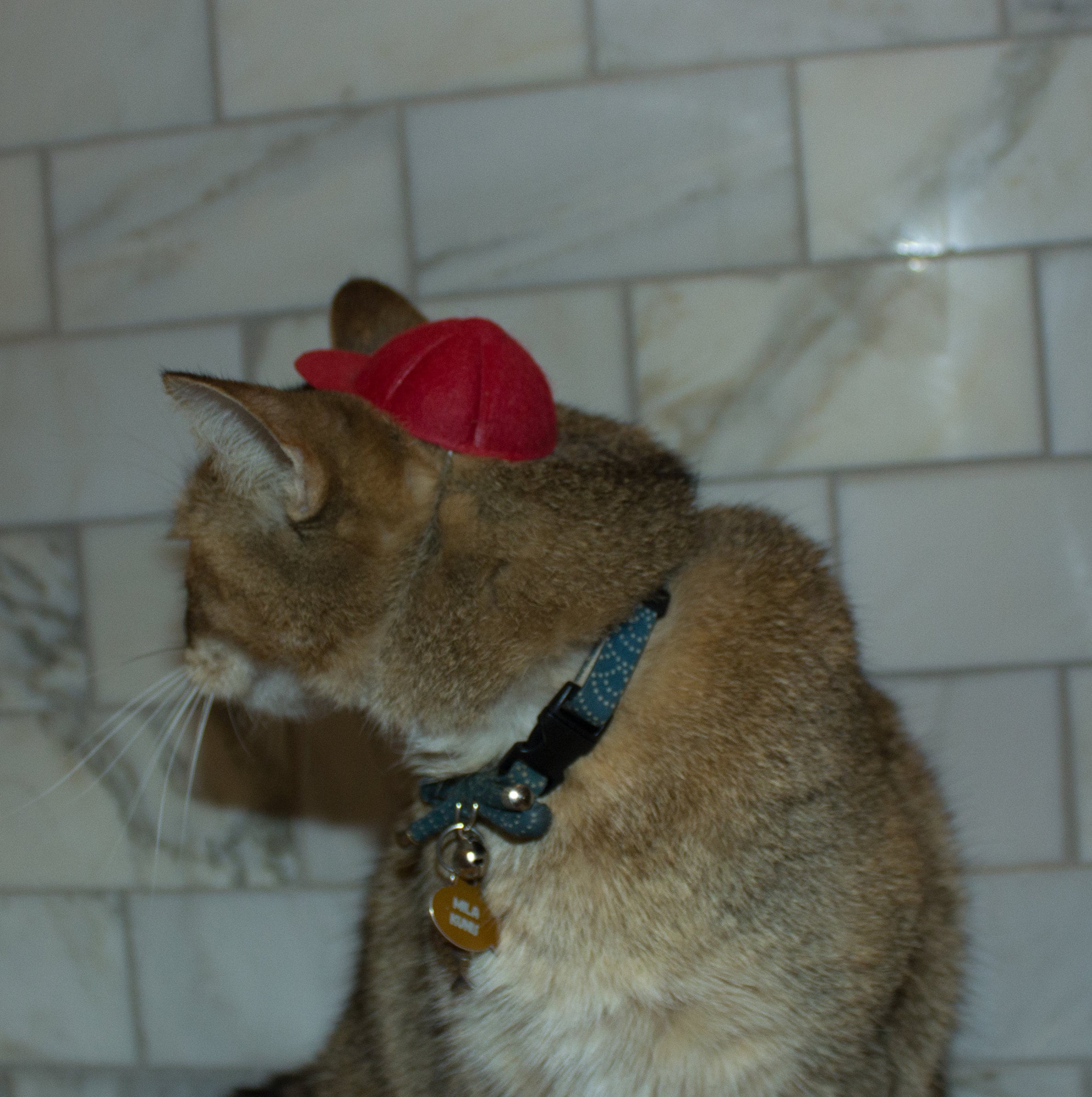 Red Cowboy Cat Hat for Your Cat 