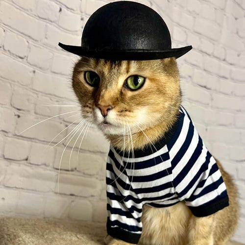 LARGE Black Bowler Cat Hat-- Tough Guy Cat Hat FREE SHIPPING - Etsy