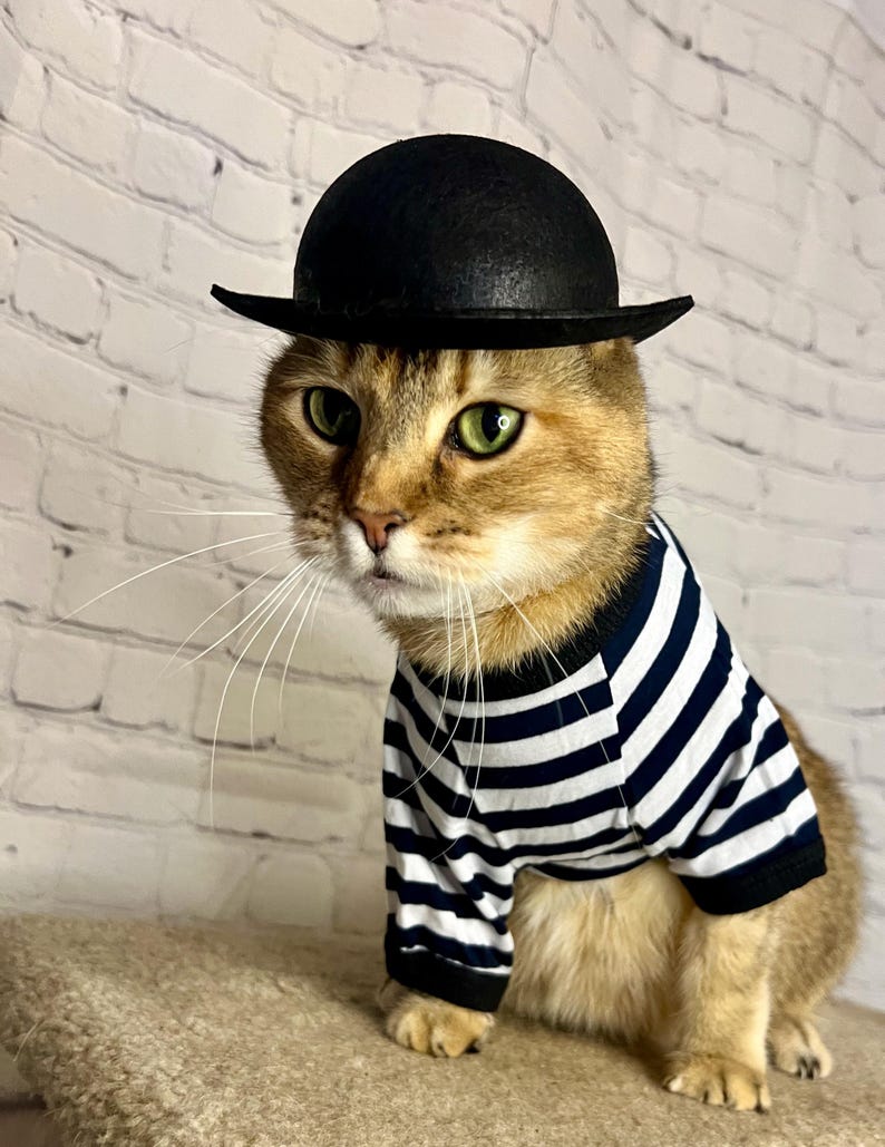 K&ouml;nnte beinhalten: Eine braune Tabby-Katze tr&auml;gt einen schwarzen Bowlerhut und ein schwarz-wei&szlig; gestreiftes Hemd. Die Katze sitzt auf einer hellbraunen Oberfl&auml;che.
