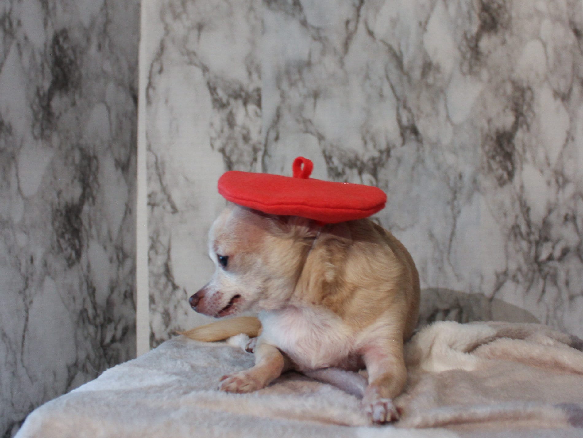 French beret top for dogs