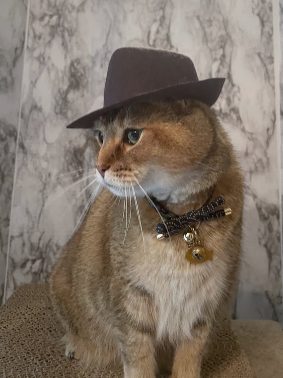Grand chapeau Fedora Indiana Jones pour chat, chapeau Indiana
