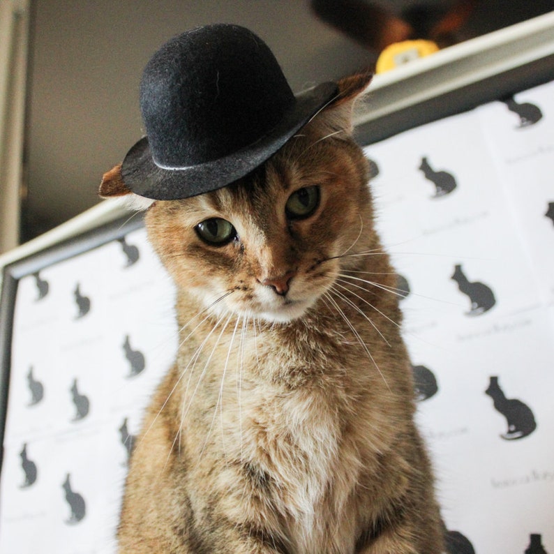 Bowler Cat Hat for Your Cat Medium Etsy Hong Kong