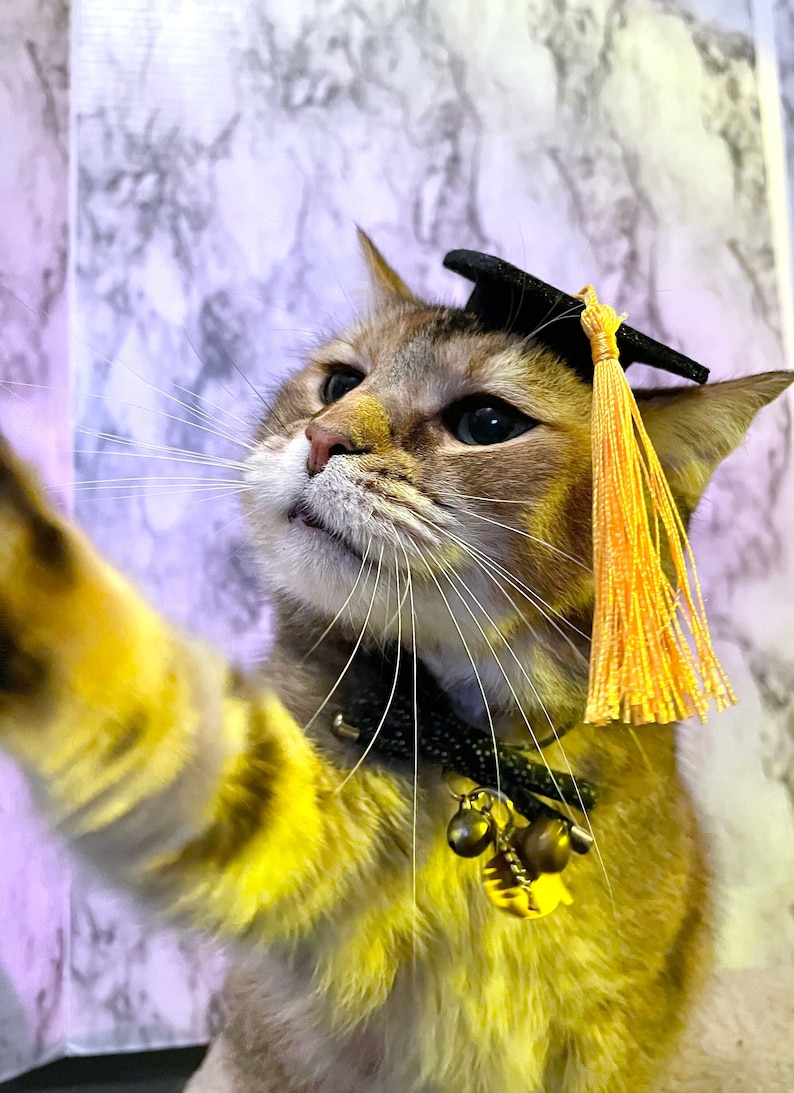 Gorro de graduación de tamaño mini para tu gato ENVÍO GRATIS Color de borla personalizado adicional imagen 1