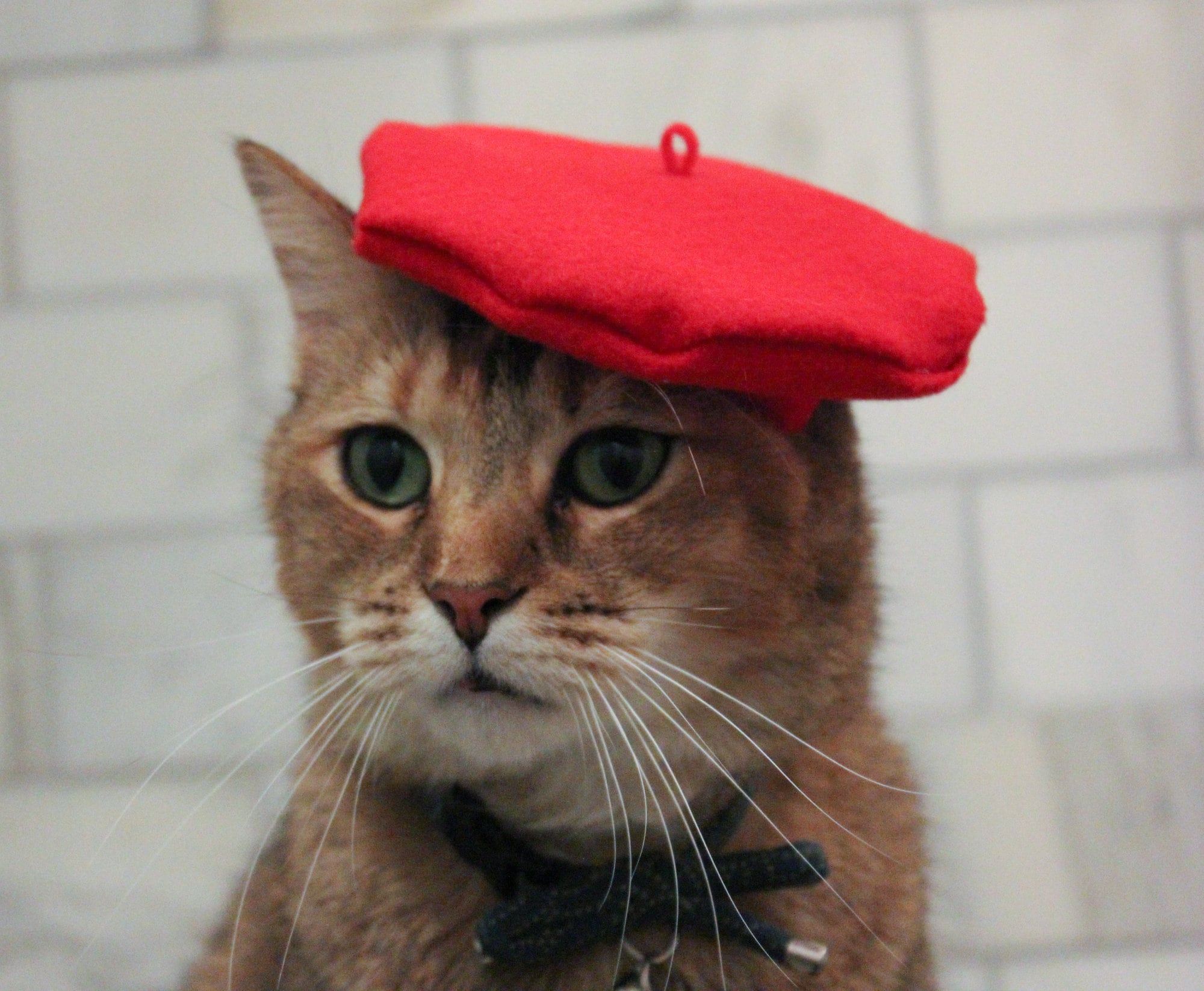 4175 Funny Cat Beret- Cute Winter Animal Hats Kitty Hat- Easter Valentines Heart Headband for Cats, Valentine main image 3
