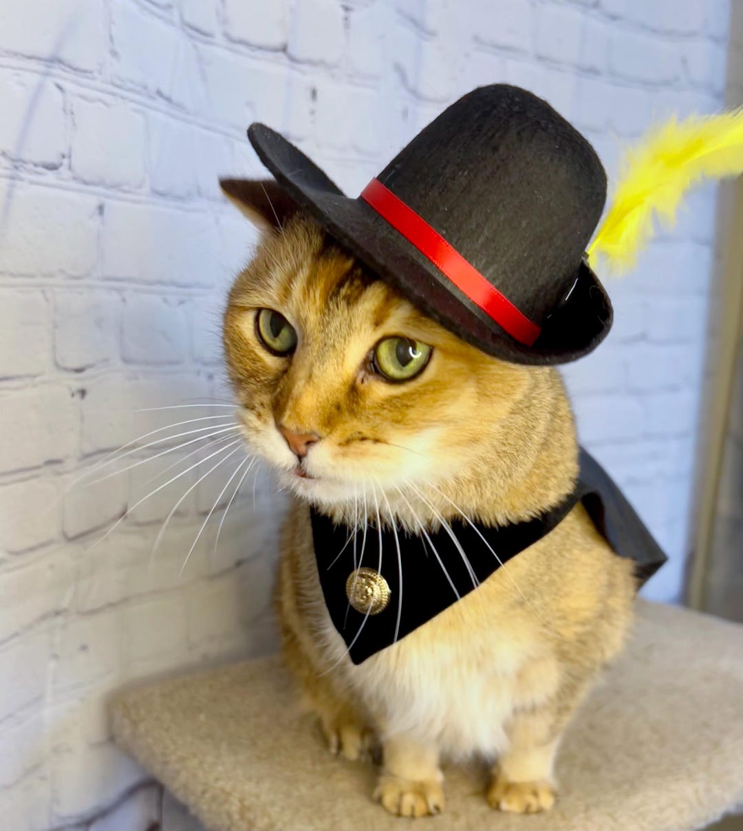 Puss in Boots Inspired Hat and Cape for Your Puss! - Cat Hat - Zorro ...