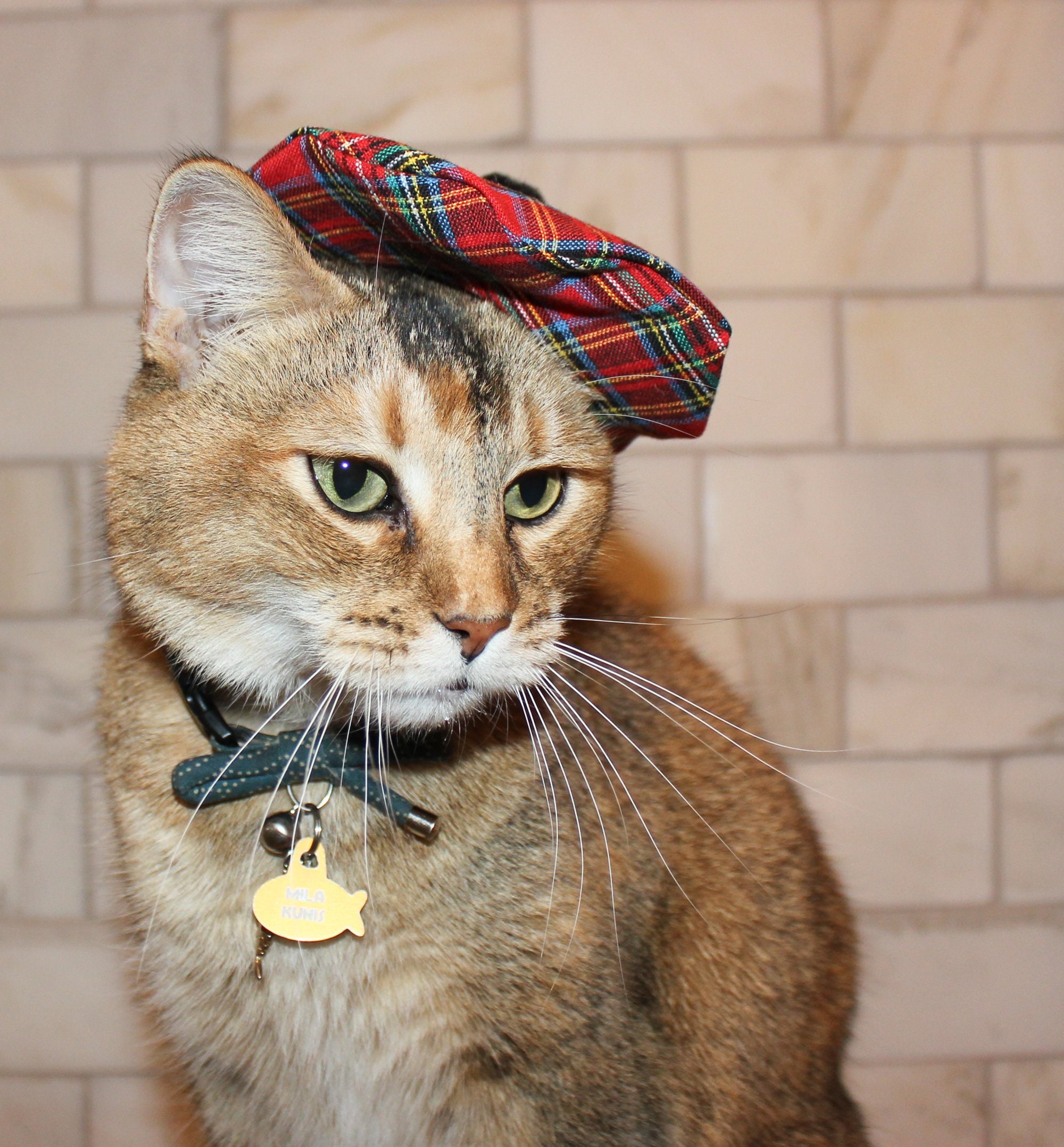 scottish-cat-hat-red-tam-beret-for-your-cat-free-shipping-etsy