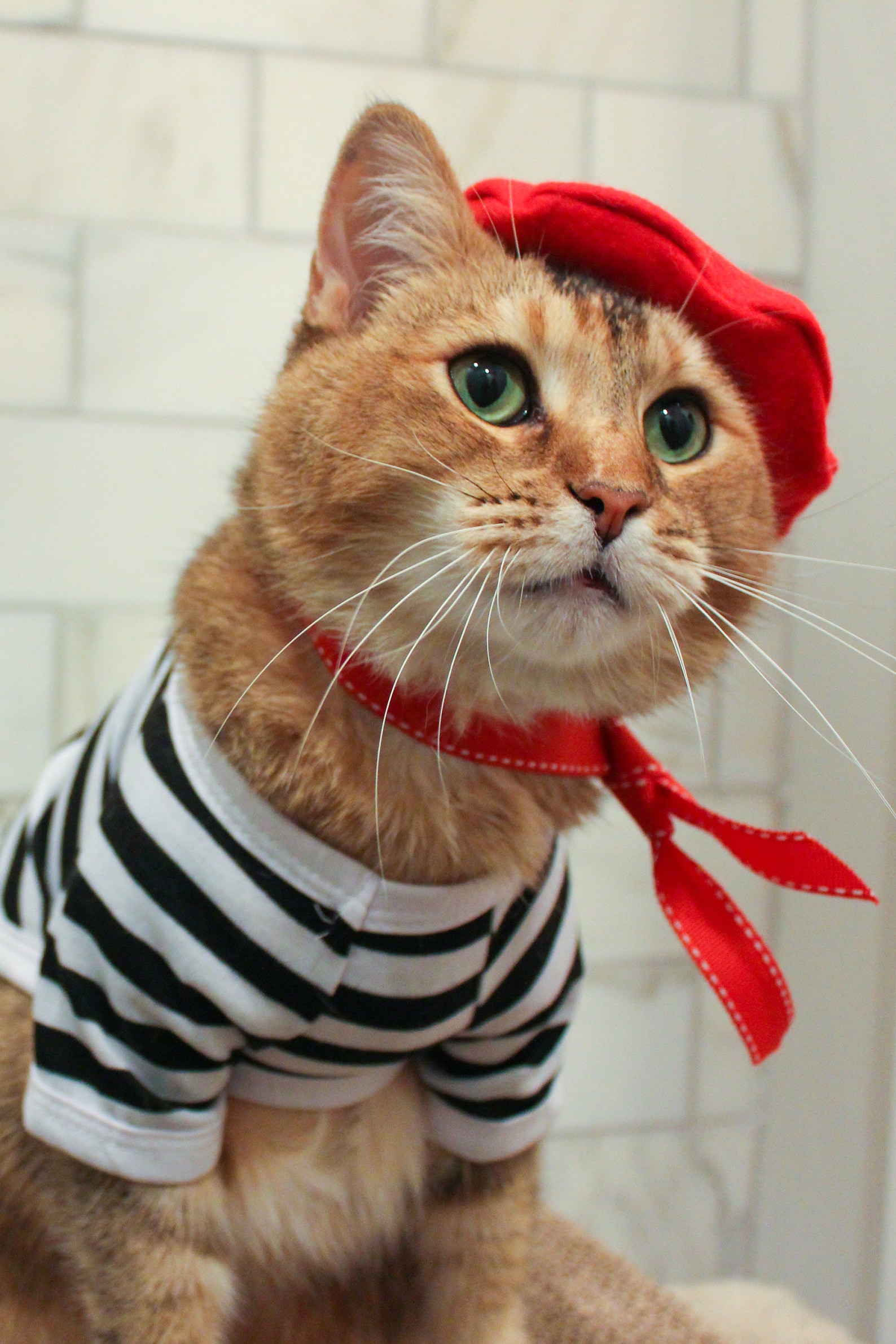 Complete French Cat Outfit Cat Beret Ascot and Striped Shirt Etsy