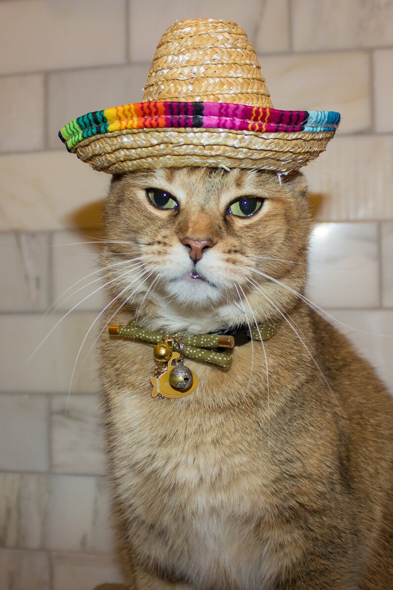 Cinco De Mayo Sombrero-Set – 2 Stück, Stirnband & Haustierhut Für Mexikanische Partys