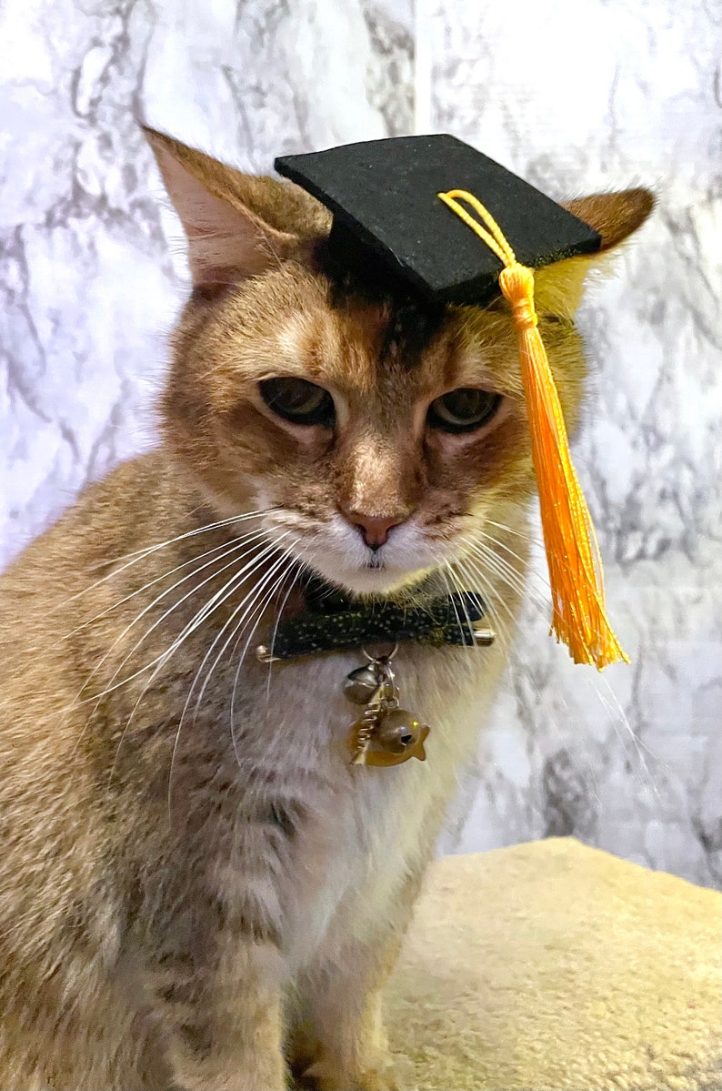 Gorro de graduación de tamaño mini para tu gato ENVÍO GRATIS Color de borla personalizado adicional imagen 4