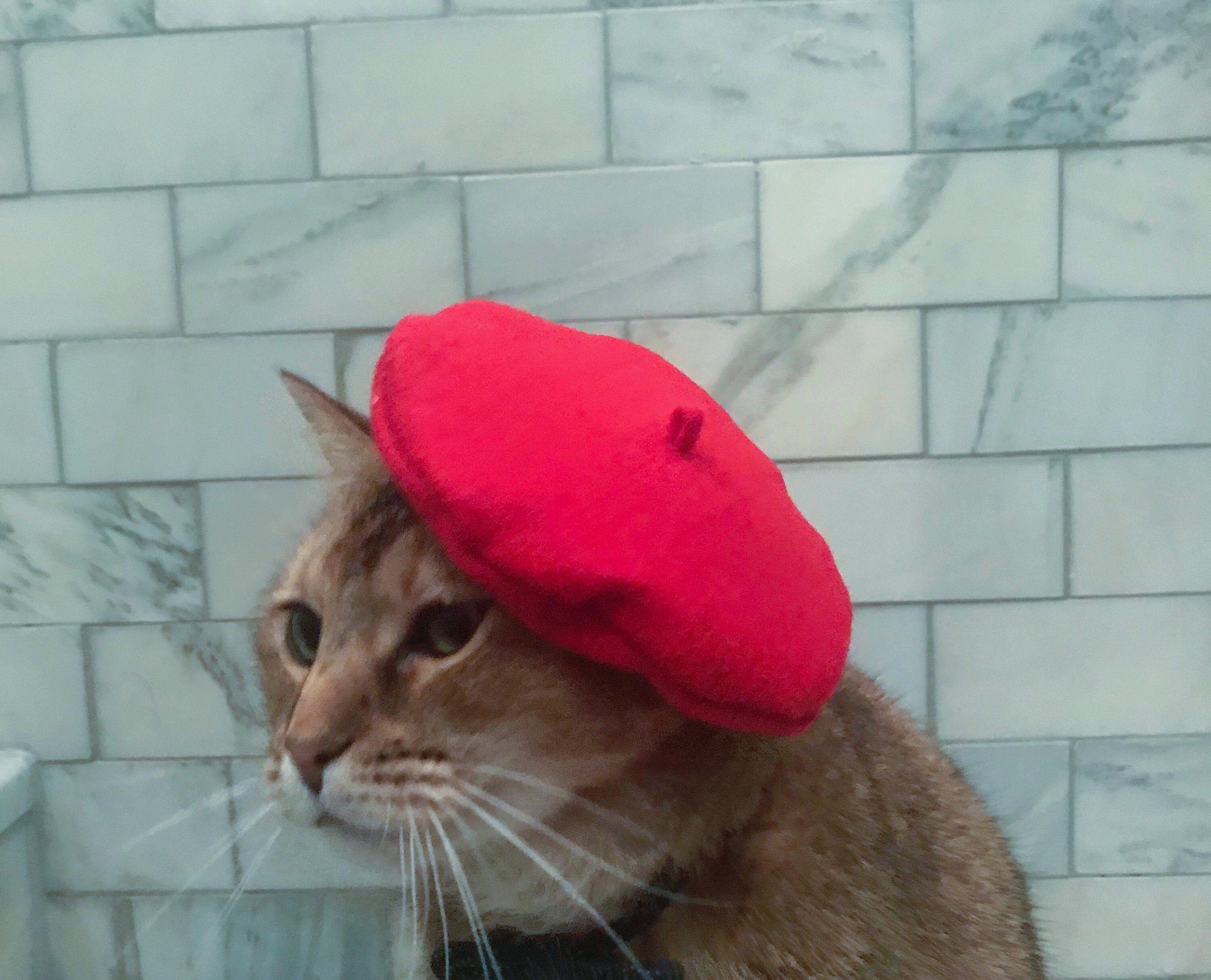 猫用赤いベレー帽 - 送料無料 - Etsy 日本