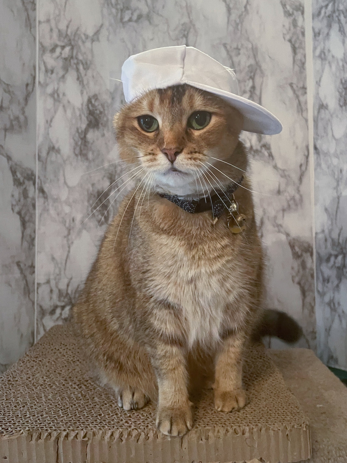 Cloth White Baseball Cat Hat Baseball Cap Backwards Hat Etsy