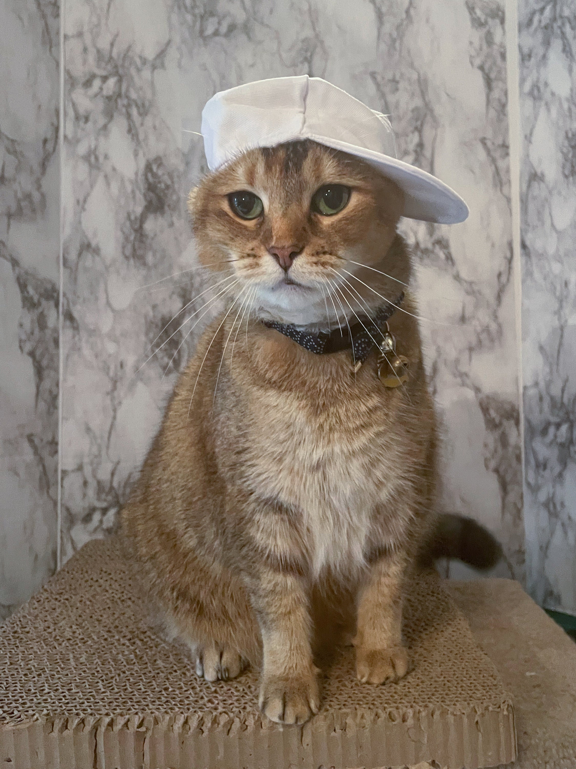 Cloth White Baseball Cat Hat - Baseball Cap - Backwards Hat